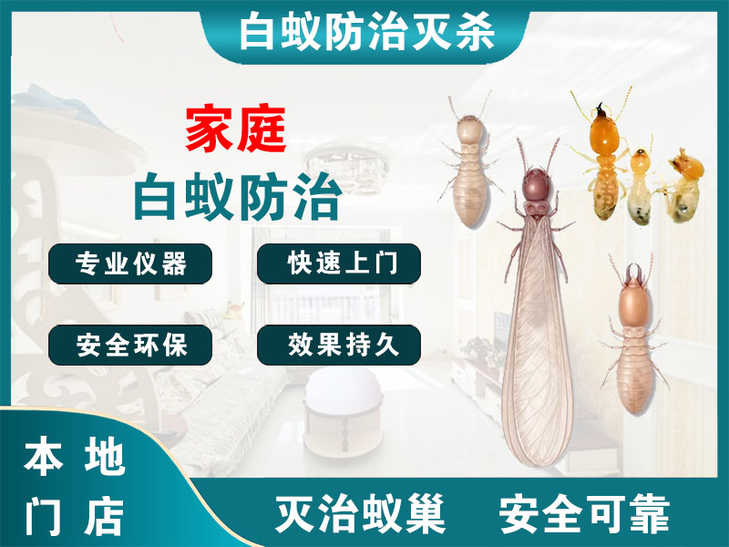亭湖家庭白蚁防治